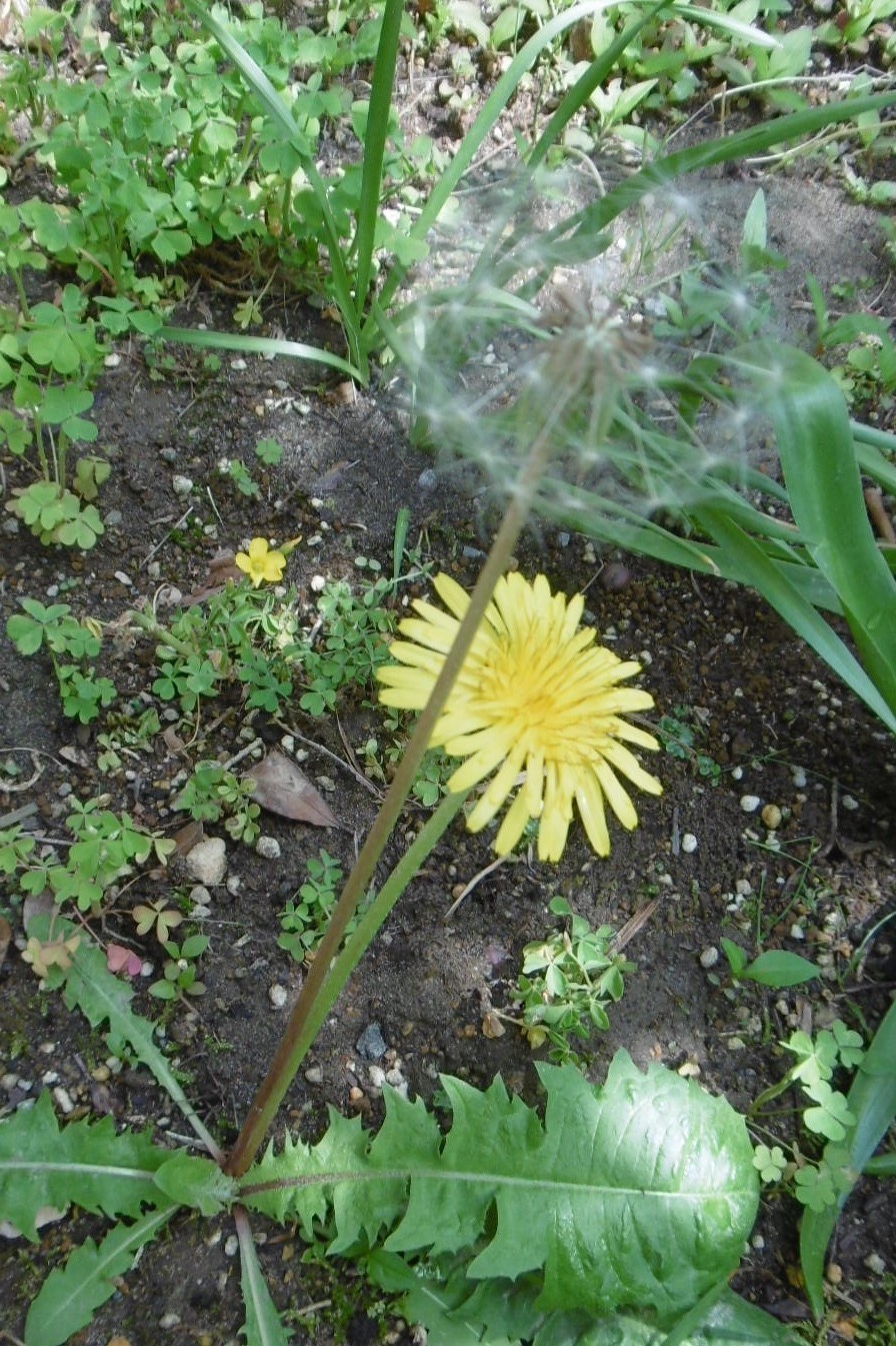 タンポポの花 教育と環境の 爽 企画室