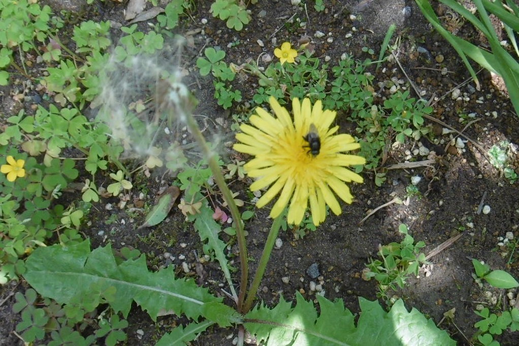 タンポポの花 教育と環境の 爽 企画室