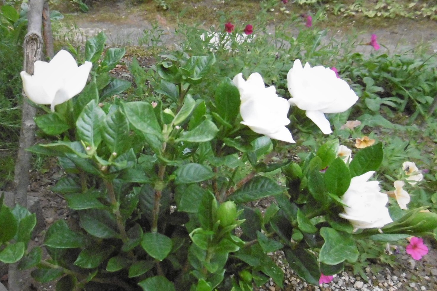 くちなしの花が咲きました 毎夜 月見草 オオマツヨイグサ も人待ち顔に咲いています 今宵は月が出るでしょうか 教育と環境の 爽 企画室