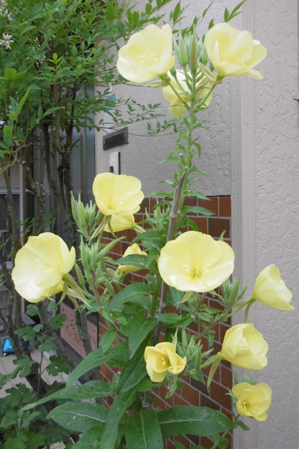 くちなしの花が咲きました 毎夜 月見草 オオマツヨイグサ も人待ち顔に咲いています 今宵は月が出るでしょうか 教育と環境の 爽 企画室